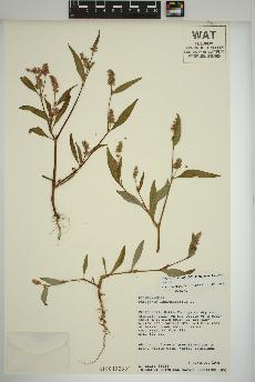 spécimen de Persicaria lapathifolia