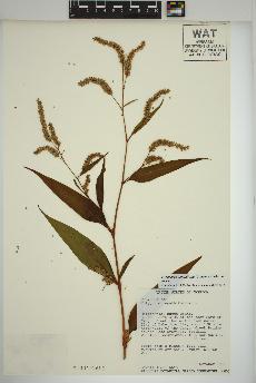 spécimen de Persicaria lapathifolia