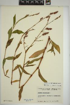 spécimen de Persicaria lapathifolia