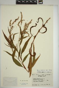 spécimen de Persicaria lapathifolia
