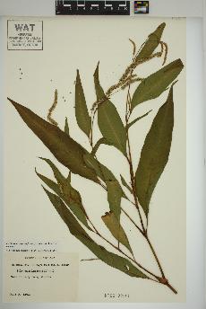 spécimen de Persicaria lapathifolia