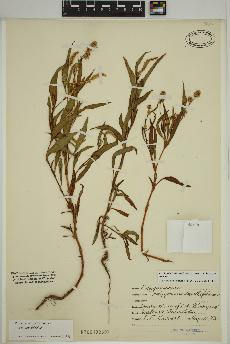 spécimen de Persicaria lapathifolia