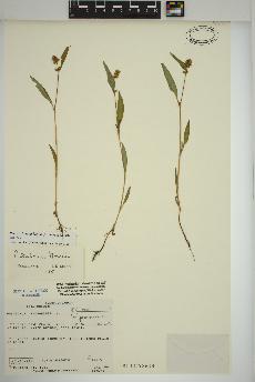 spécimen de Persicaria lapathifolia