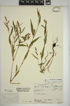 spécimen de Persicaria lapathifolia