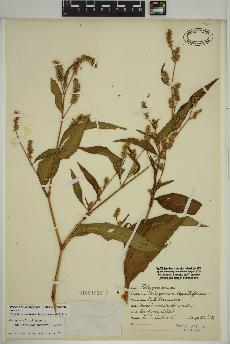 spécimen de Persicaria lapathifolia