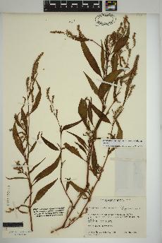 spécimen de Persicaria lapathifolia