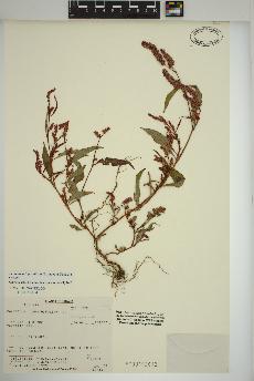spécimen de Persicaria lapathifolia