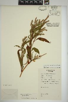 spécimen de Persicaria lapathifolia