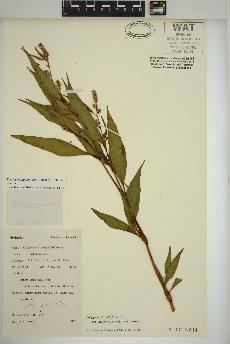 spécimen de Persicaria lapathifolia