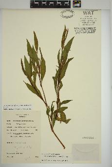 spécimen de Persicaria lapathifolia