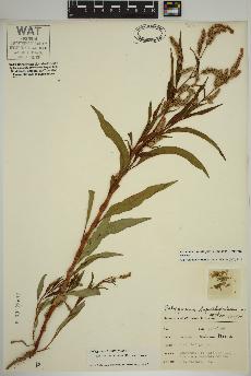 spécimen de Persicaria lapathifolia