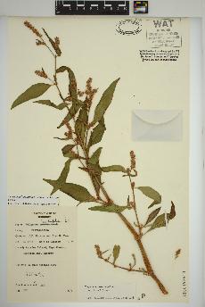 spécimen de Persicaria lapathifolia