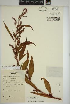 spécimen de Persicaria lapathifolia