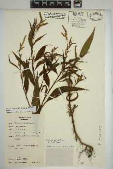 spécimen de Persicaria lapathifolia