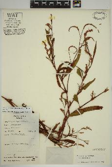 spécimen de Persicaria lapathifolia