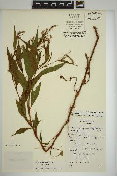spécimen de Persicaria lapathifolia