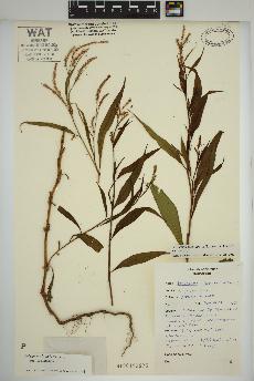 spécimen de Persicaria lapathifolia