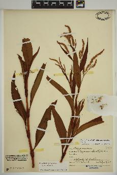 spécimen de Persicaria lapathifolia