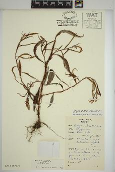 spécimen de Persicaria lapathifolia