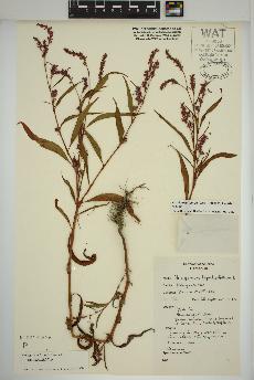 spécimen de Persicaria lapathifolia