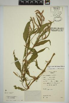 spécimen de Persicaria lapathifolia