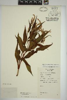spécimen de Persicaria lapathifolia