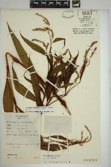 spécimen de Persicaria lapathifolia
