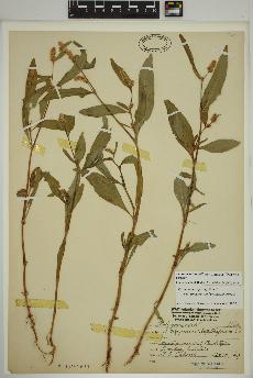 spécimen de Persicaria lapathifolia