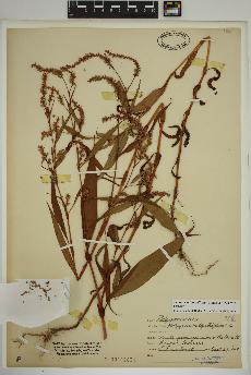 spécimen de Persicaria lapathifolia