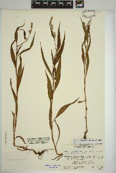 spécimen de Persicaria lapathifolia