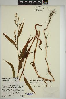 spécimen de Persicaria lapathifolia
