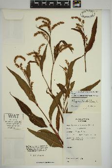 spécimen de Persicaria lapathifolia