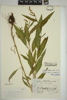 spécimen de Persicaria lapathifolia