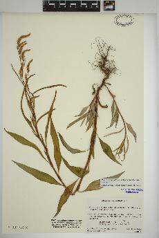 spécimen de Persicaria lapathifolia