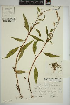 spécimen de Persicaria lapathifolia