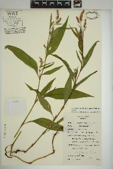 spécimen de Persicaria lapathifolia