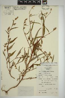 spécimen de Persicaria lapathifolia
