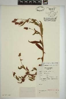 spécimen de Persicaria lapathifolia