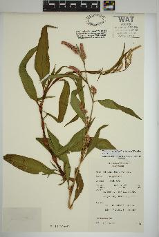 spécimen de Persicaria lapathifolia