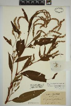 spécimen de Persicaria lapathifolia