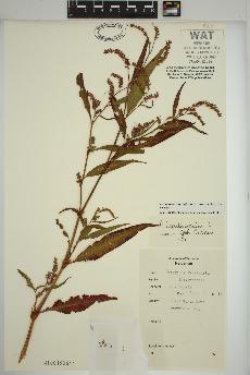 spécimen de Persicaria lapathifolia