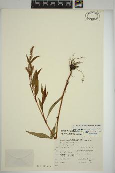 spécimen de Persicaria lapathifolia