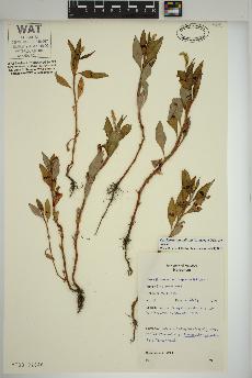 spécimen de Persicaria lapathifolia