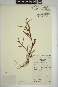 spécimen de Persicaria lapathifolia