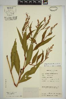 spécimen de Persicaria lapathifolia