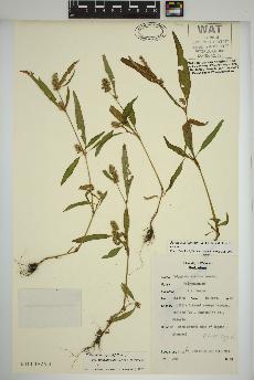 spécimen de Persicaria lapathifolia