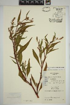 spécimen de Persicaria lapathifolia