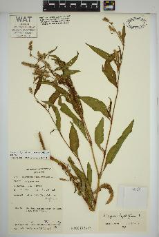 spécimen de Persicaria lapathifolia