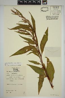 spécimen de Persicaria lapathifolia