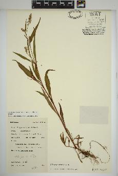 spécimen de Persicaria lapathifolia